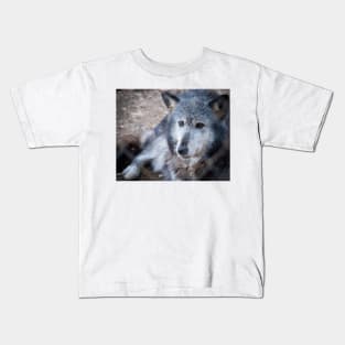 Grey and white wolf portrait closeup with golden eyes stunning on t-shirt or other clothing, or animal print Kids T-Shirt